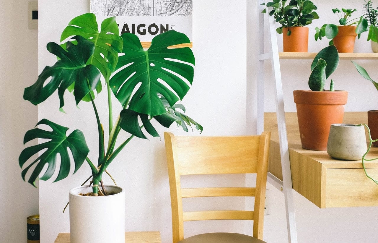 adding plants is an easy home office idea